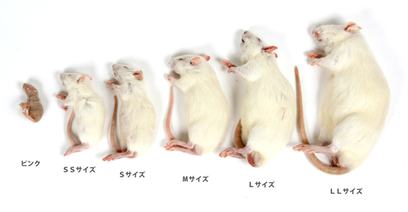 %e3%82%b9%e3%82%af%e3%83%aa%e3%83%bc%e3%83%b3%e3%82%b7%e3%83%a7%e3%83%83%e3%83%88-2016-12-25-22-28-09