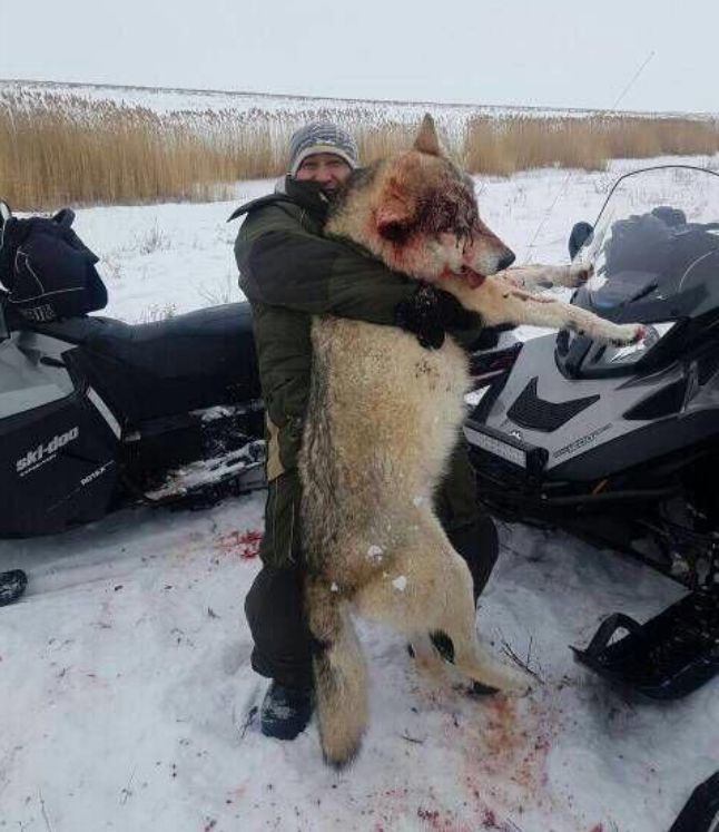 画像 ロシアで世界最大級のオオカミが発見される