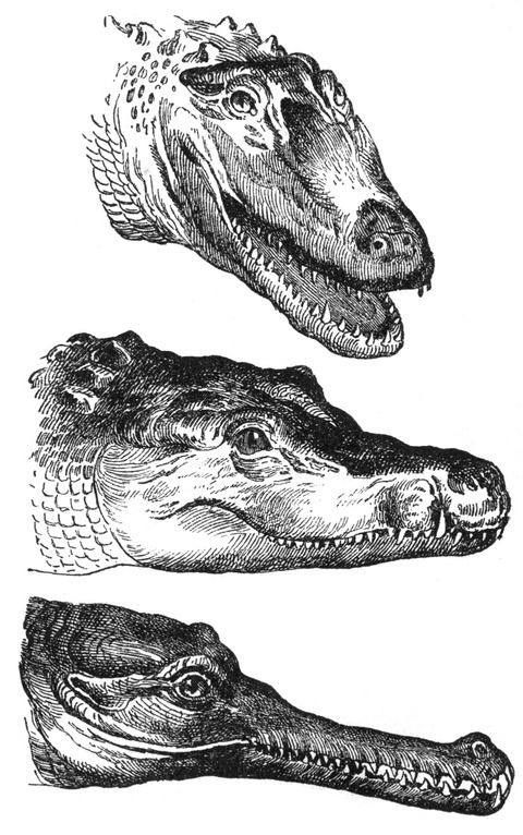 Crocodylidae-drawing