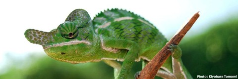 chameleon1