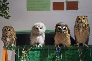 【雑談】フクロウ飼いたいけどハードル高すぎワロタｗｗｗｗｗｗｗｗｗｗｗｗｗ