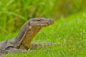 【動画】タイの公園でオオトカゲ捕獲作戦が決行される