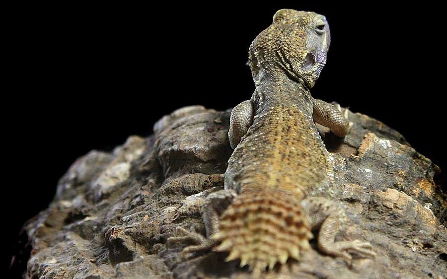 ペットにできる爬虫類 テーラーカワリアガマの飼育方法と特徴