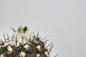 コピアポア・ヒポガエア（Copiapoa hypogaea）の育て方