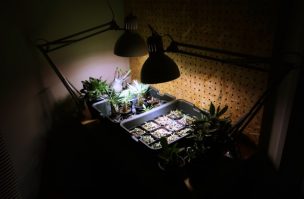 IKEAの植物育成ライト「VAXER(ヴェクセル) LED電球」画像