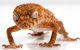 【ペットにできる爬虫類】オニタマオヤモリの飼育方法と特徴